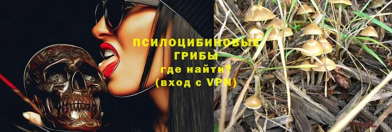 Псилоцибиновые грибы GOLDEN TEACHER  Белая Холуница 